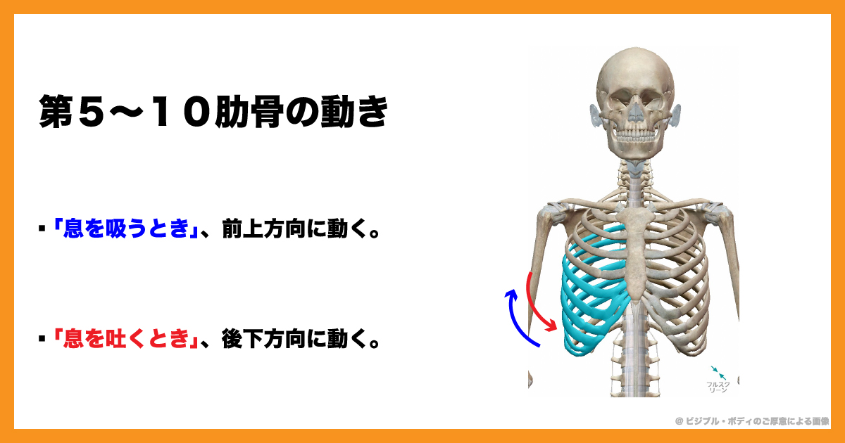 演奏に役立つ身体の使い方 呼吸の仕組み 肺と肋骨の動き 岡本元輝オフィシャルサイト